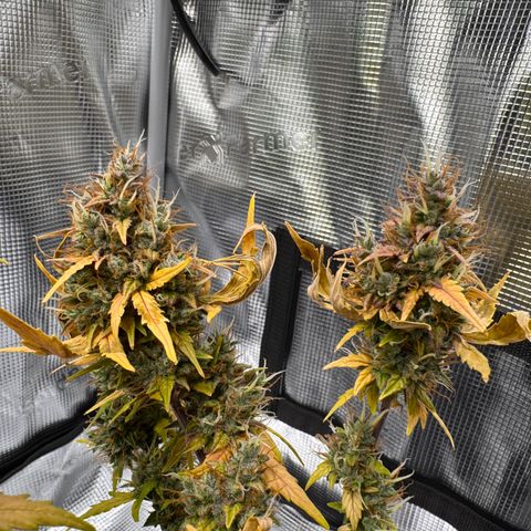 Cookies Gelato Auto #1 -41,5g growlog photo: 23:24