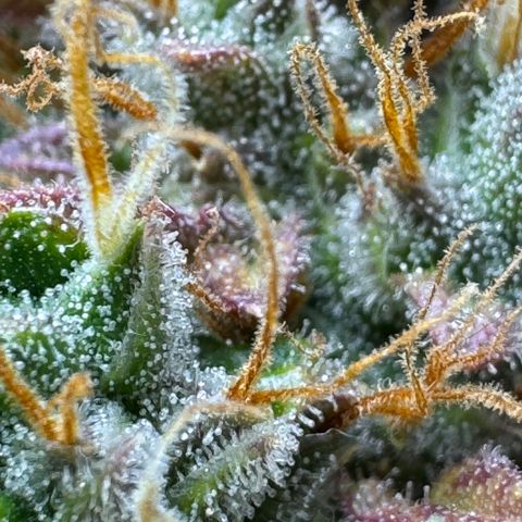 Cookies Gelato Auto #1 -41,5g growlog photo: 23:24
