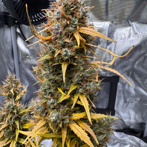 Cookies Gelato Auto #1 -41,5g growlog photo: 23:24