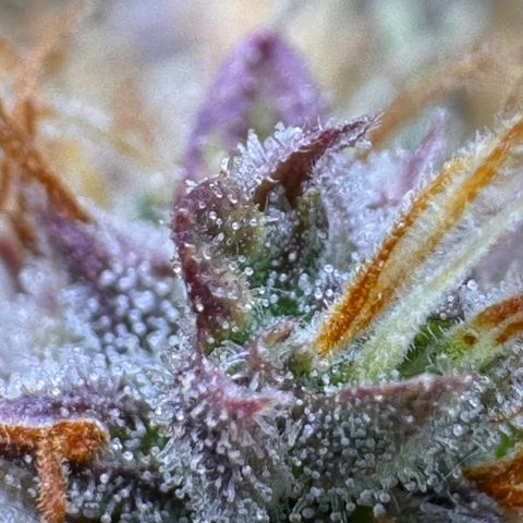 Cookies Gelato Auto #1 -41,5g growlog photo: 23:35