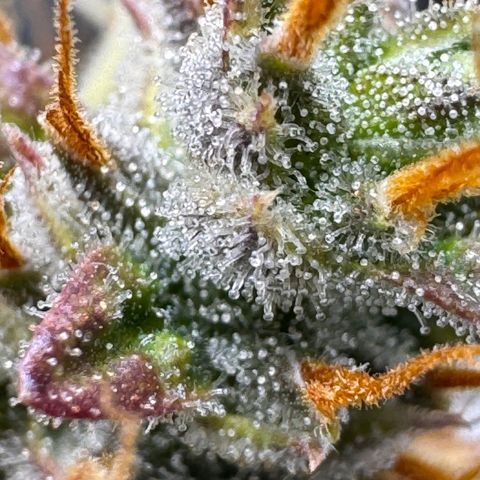 Cookies Gelato Auto #1 -41,5g growlog photo: 23:35