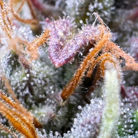 Cookies Gelato Auto #1 -41,5g growlog photo: 23:35