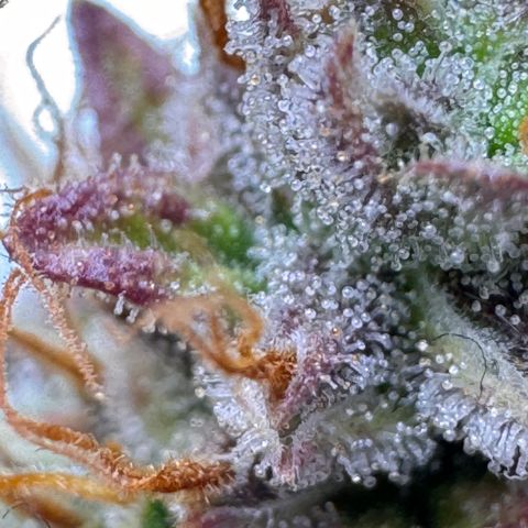 Cookies Gelato Auto #1 -41,5g growlog photo: 23:35