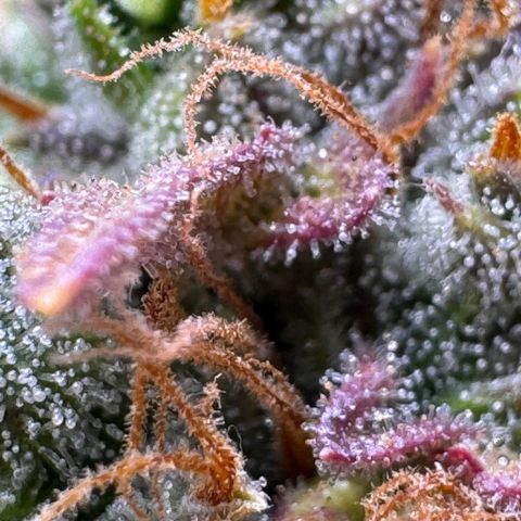 Cookies Gelato Auto #1 -41,5g growlog photo: 23:35