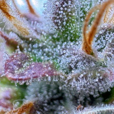 Cookies Gelato Auto #1 -41,5g growlog photo: 23:35