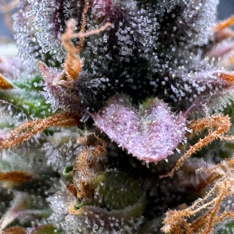 Cookies Gelato Auto #1 -41,5g growlog photo: 23:35