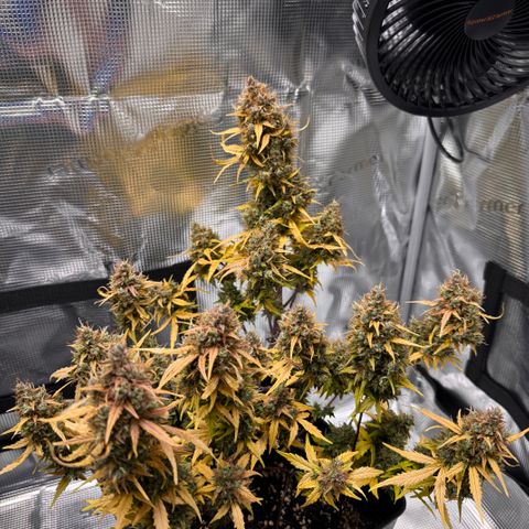Cookies Gelato Auto #1 -41,5g growlog photo: 23:35