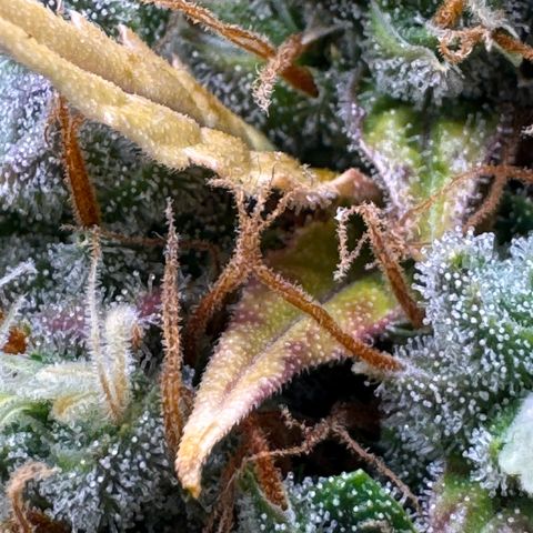 Cookies Gelato Auto #1 -41,5g growlog photo: 23:35