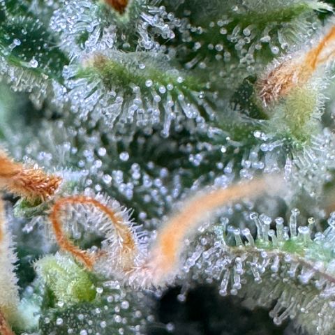 Cookies Gelato Auto #1 -41,5g growlog photo: 23:35
