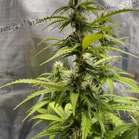 Fat Banana Auto #1 -89g growlog photo: 23:50