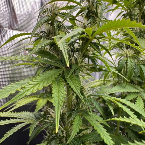 Fat Banana Auto #1 -89g growlog photo: 23:50