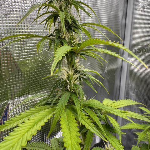 Fat Banana Auto #1 -89g growlog photo: 23:50