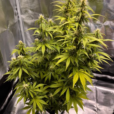 Fat Banana Auto #1 -89g growlog photo: 23:50