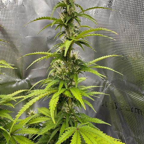 Fat Banana Auto #1 -89g growlog photo: 23:50
