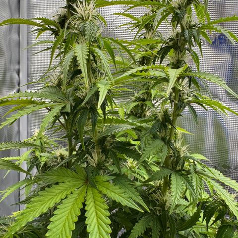 Fat Banana Auto #1 -89g growlog photo: 23:50