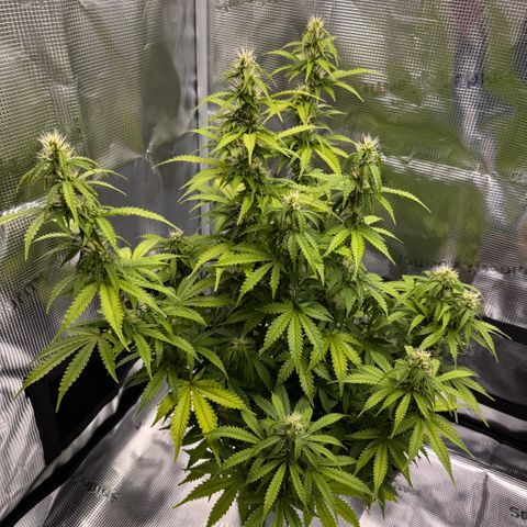 Fat Banana Auto #1 -89g growlog photo: 23:50