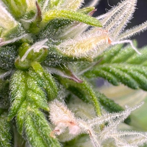 Fat Banana Auto #1 -89g growlog photo: 23:50