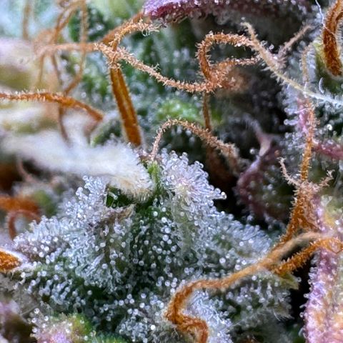 Cookies Gelato Auto #1 -41,5g growlog photo: 23:36