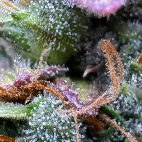 Cookies Gelato Auto #1 -41,5g growlog photo: 23:36