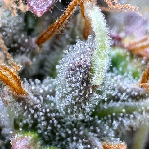 Cookies Gelato Auto #1 -41,5g growlog photo: 23:36