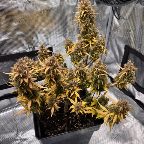 Cookies Gelato Auto #1 -41,5g growlog photo: 23:36