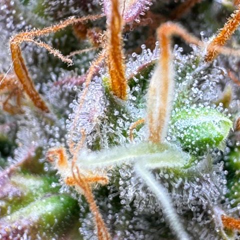 Cookies Gelato Auto #1 -41,5g growlog photo: 23:36