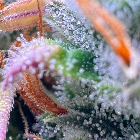 Cookies Gelato Auto #1 -41,5g growlog photo: 23:36