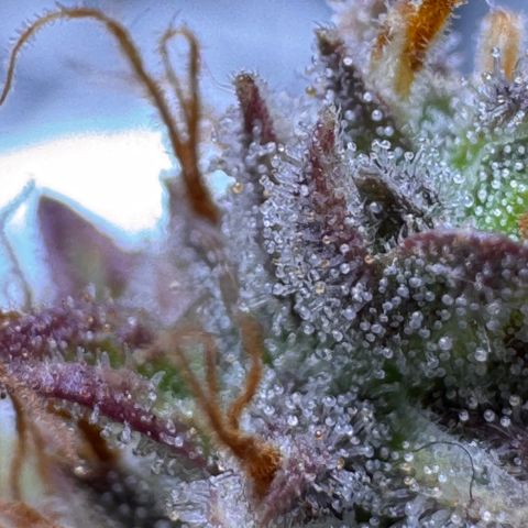 Cookies Gelato Auto #1 -41,5g growlog photo: 23:36