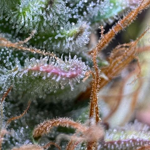 Cookies Gelato Auto #1 -41,5g growlog photo: 23:36