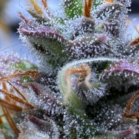 Cookies Gelato Auto #1 -41,5g growlog photo: 23:36