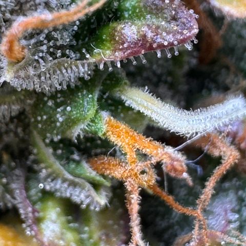 Cookies Gelato Auto #1 -41,5g growlog photo: 23:36