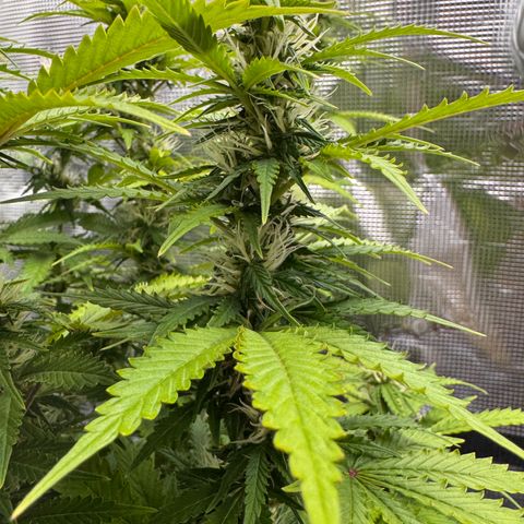 Fat Banana Auto #1 -89g growlog photo: 23:56