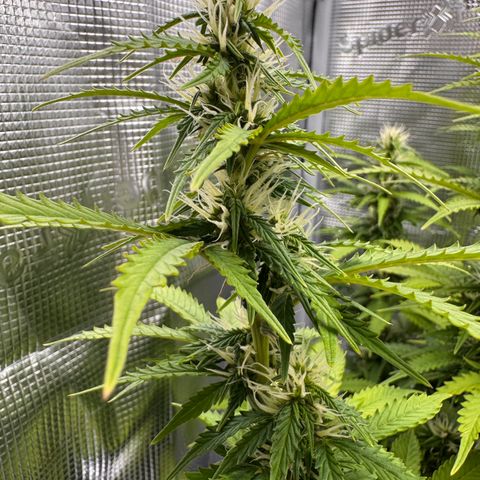 Fat Banana Auto #1 -89g growlog photo: 23:56
