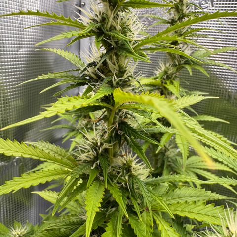 Fat Banana Auto #1 -89g growlog photo: 23:56