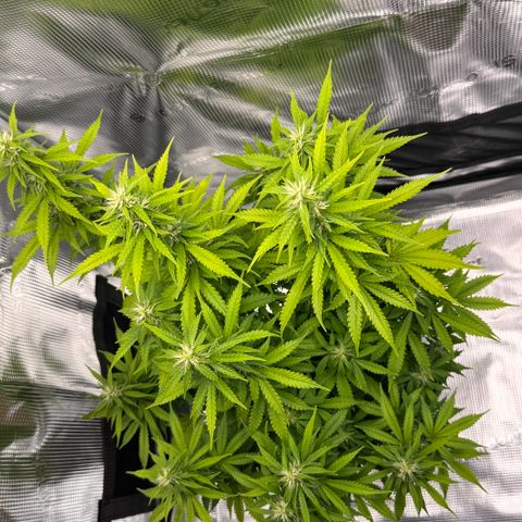 Fat Banana Auto #1 -89g growlog photo: 23:56