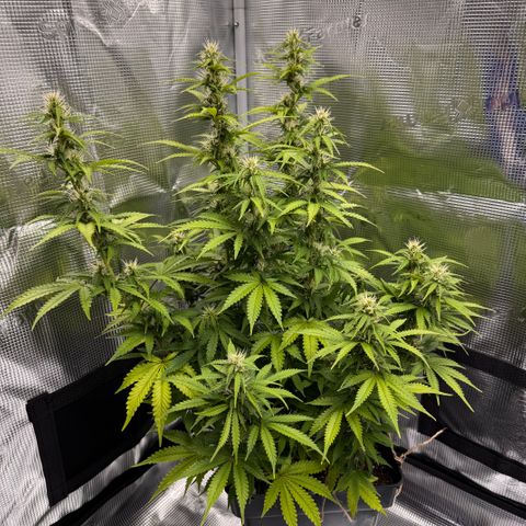 Fat Banana Auto #1 -89g growlog photo: 23:56