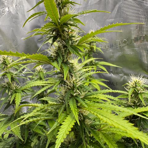 Fat Banana Auto #1 -89g growlog photo: 23:56