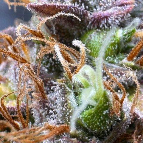 Cookies Gelato Auto #1 -41,5g growlog photo: 23:54
