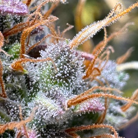Cookies Gelato Auto #1 -41,5g growlog photo: 23:54