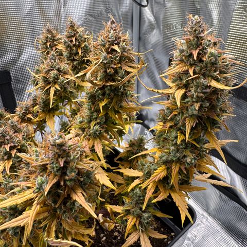Cookies Gelato Auto #1 -41,5g growlog photo: 23:54