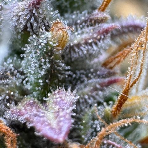 Cookies Gelato Auto #1 -41,5g growlog photo: 23:54