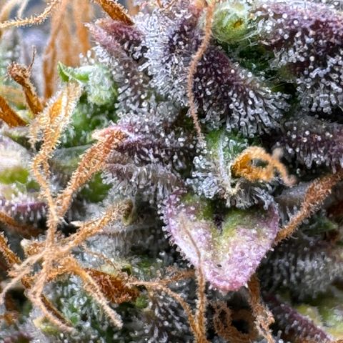 Cookies Gelato Auto #1 -41,5g growlog photo: 23:54