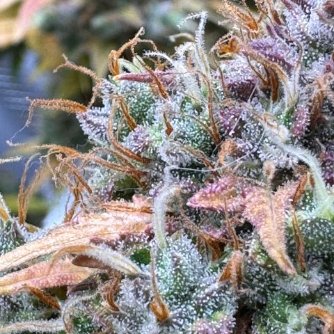 Cookies Gelato Auto #1 -41,5g growlog photo: 23:54