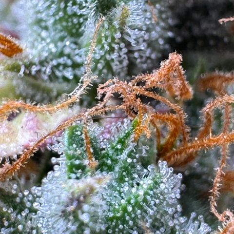 Cookies Gelato Auto #1 -41,5g growlog photo: 23:54