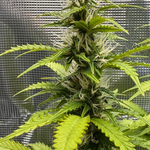 Fat Banana Auto #1 -89g growlog photo: 23:58
