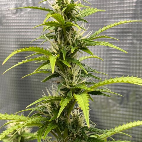 Fat Banana Auto #1 -89g growlog photo: 23:58
