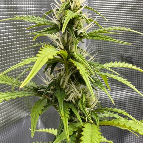 Fat Banana Auto #1 -89g growlog photo: 23:58