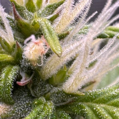 Fat Banana Auto #1 -89g growlog photo: 23:58