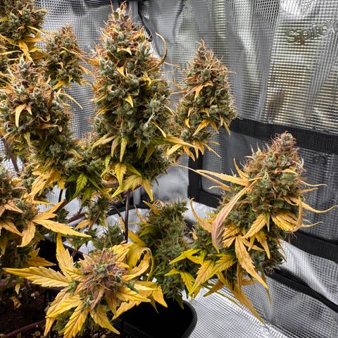 Cookies Gelato Auto #1 -41,5g growlog photo: 23:54