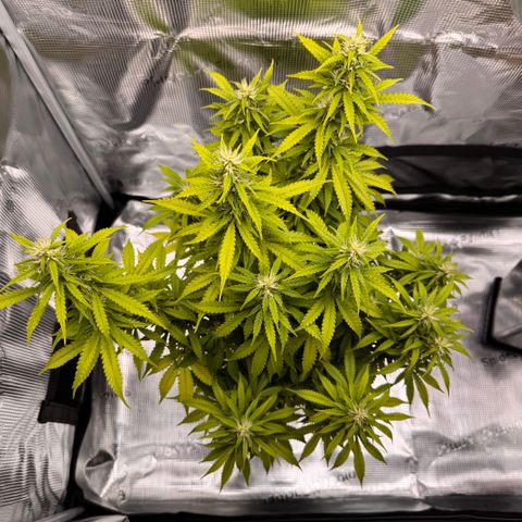 Fat Banana Auto #1 -89g growlog photo: 23:58